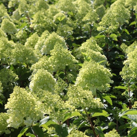 Hortensia paniculé 'Polar bear'