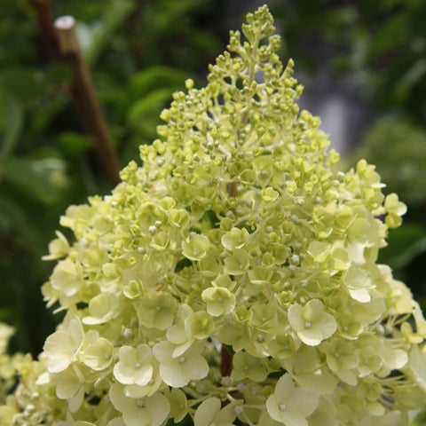 Hortensia paniculé 'Polar bear'