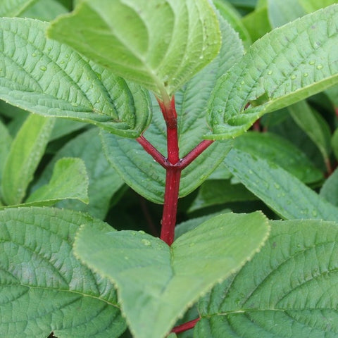 Hortensia paniculé 'Wim's red'