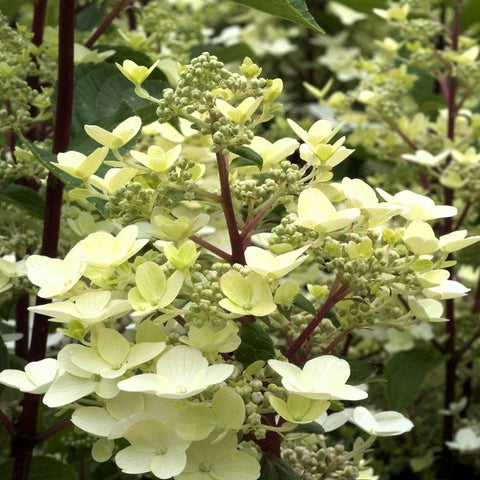 Hortensia paniculé 'Wim's red'
