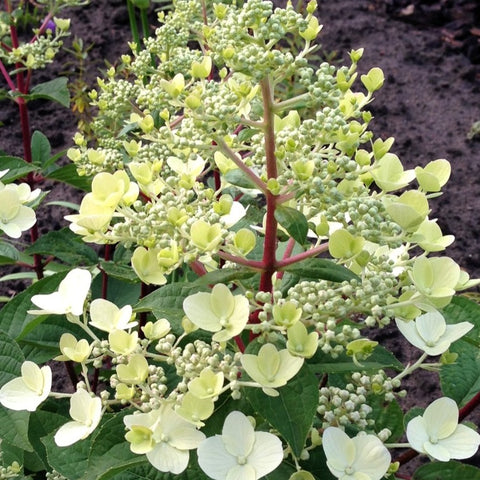 Hortensia paniculé 'Wim's red'