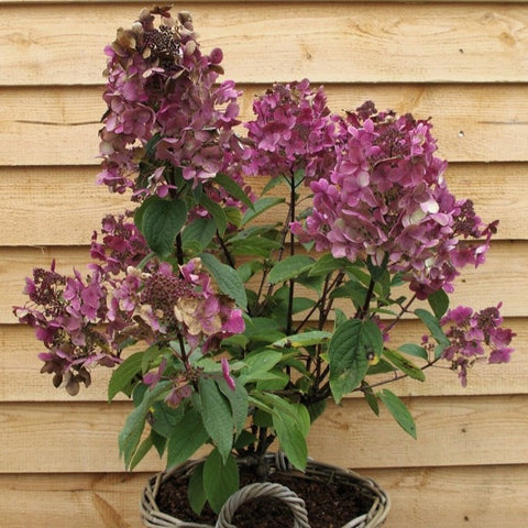 Hortensia paniculé 'Wim's red'