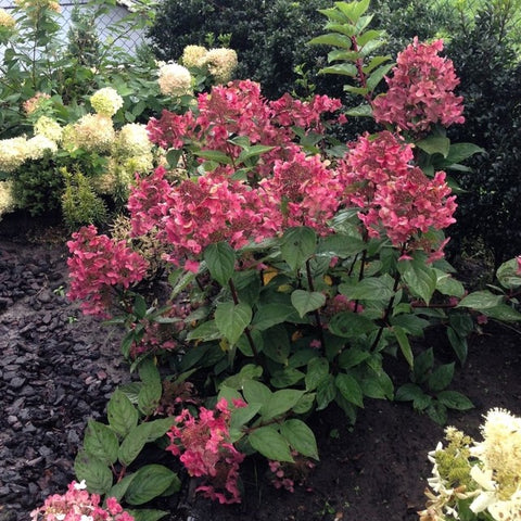 Hortensia paniculé 'Wim's red'
