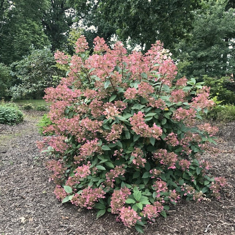 Hortensia paniculé 'Wim's red'
