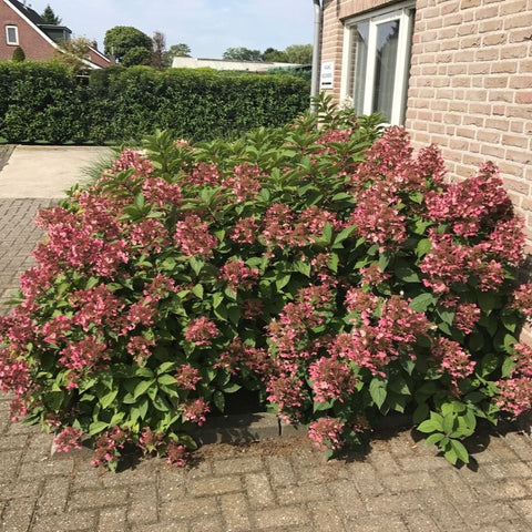 Hortensia paniculé 'Wim's red'