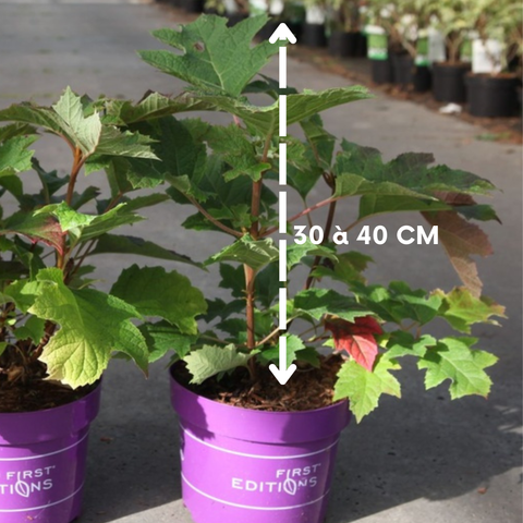 Hydrangea quercifolia 'Jetstream' - Hortensia à feuilles de chêne