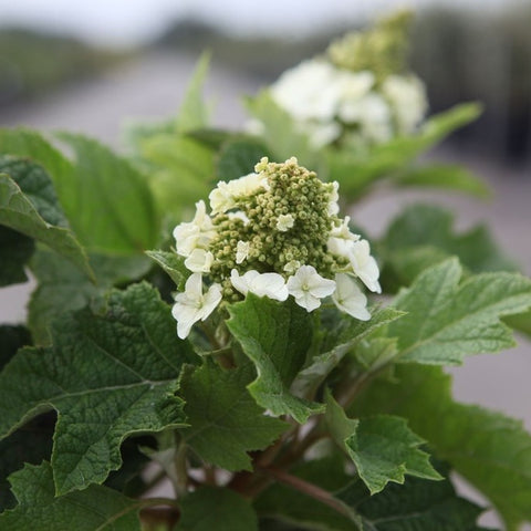Hydrangea quercifolia 'Jetstream' - Hortensia à feuilles de chêne