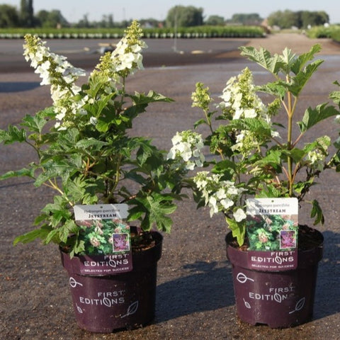 Hydrangea quercifolia 'Jetstream' - Hortensia à feuilles de chêne