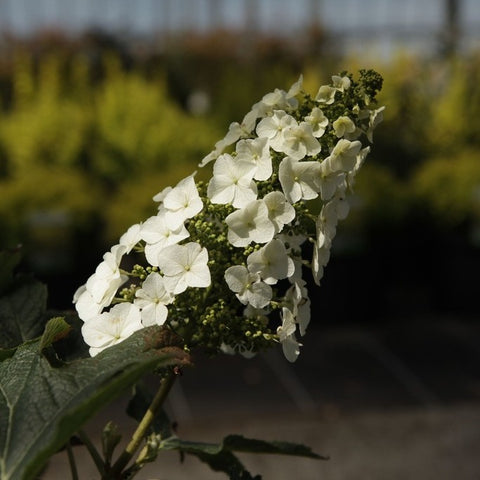 Hydrangea quercifolia 'Jetstream' - Hortensia à feuilles de chêne