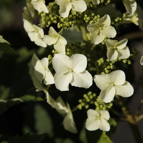 Hydrangea quercifolia 'Jetstream' - Hortensia à feuilles de chêne