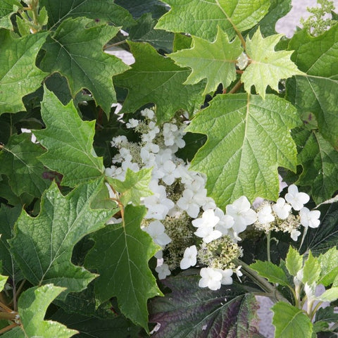 Hydrangea quercifolia 'Burgundy' - Hortensia à feuilles de chêne