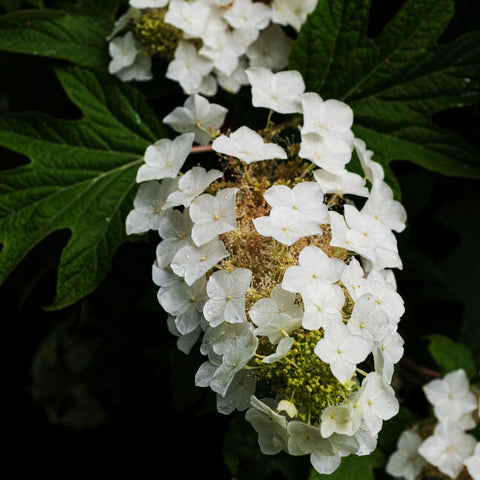 Hydrangea quercifolia 'Burgundy' - Hortensia à feuilles de chêne