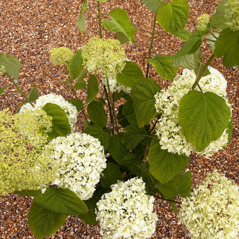 Hortensia 'Strong Annabelle'