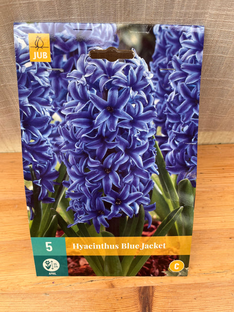 Jacinthes Blue Jacket - 5 bulbes