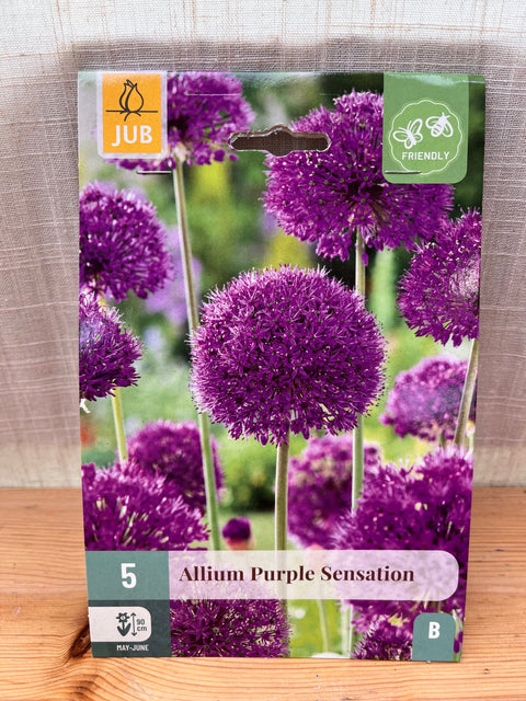 Allium Purple Sensation - 5 bulbes