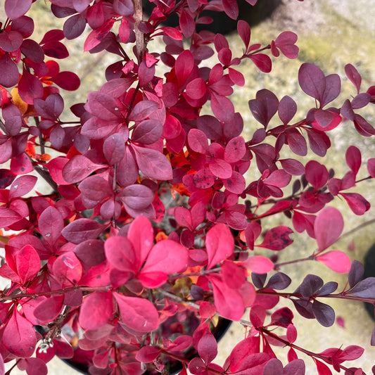 Berberis pourpre