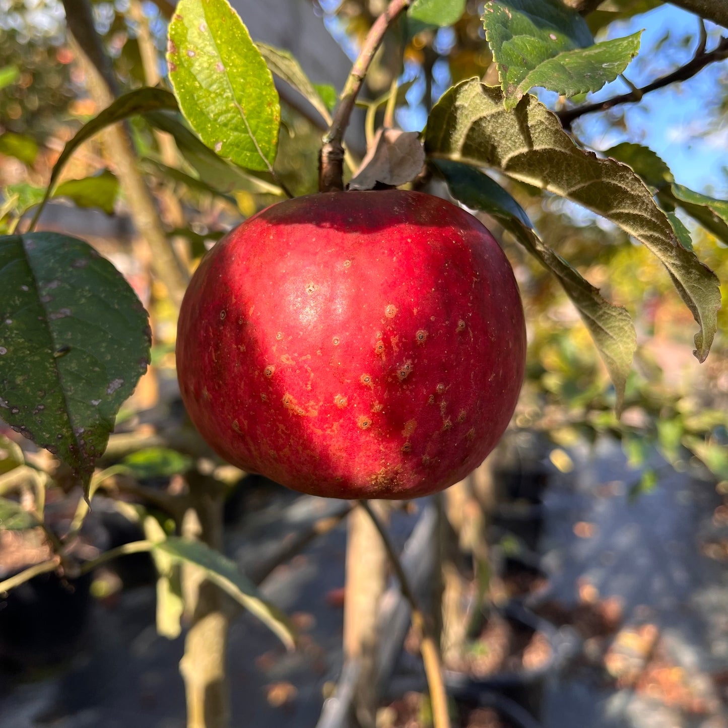 Pommier Calville rouge