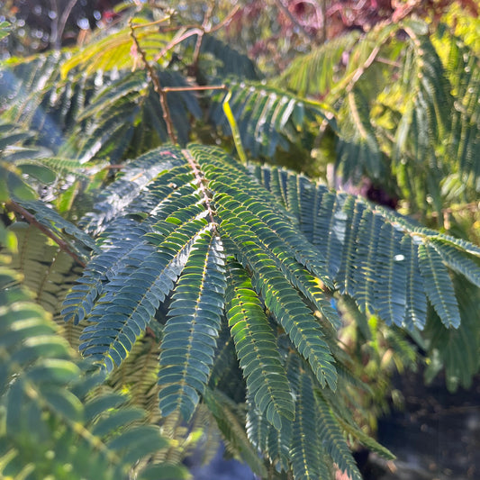 Albizia