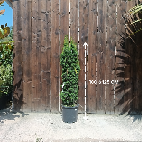 If - Taxus baccata 'Fastigiata Aurea'