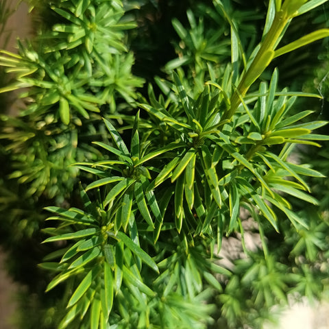 If - Taxus baccata 'Fastigiata Aurea'