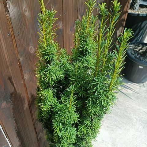If - Taxus baccata 'Fastigiata Aurea'