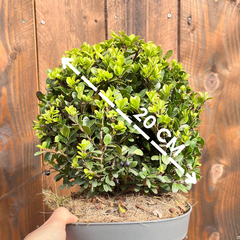 Ilex Crenata - Boule