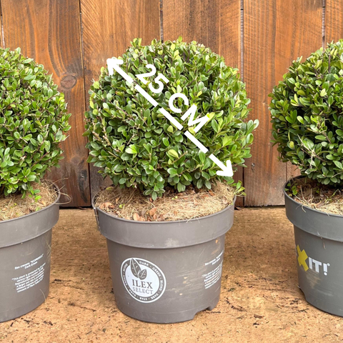 Ilex Crenata - Boule