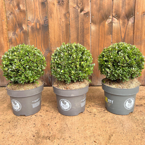 Ilex Crenata - Boule