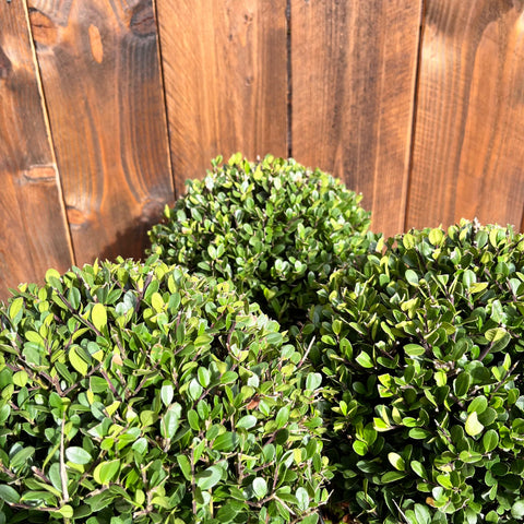Ilex Crenata - Boule