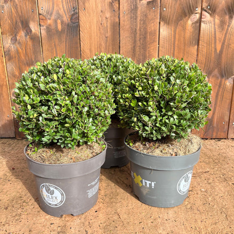 Ilex Crenata - Boule