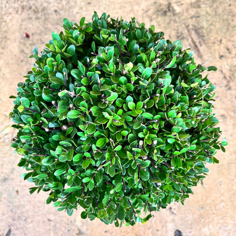 Ilex Crenata - Boule
