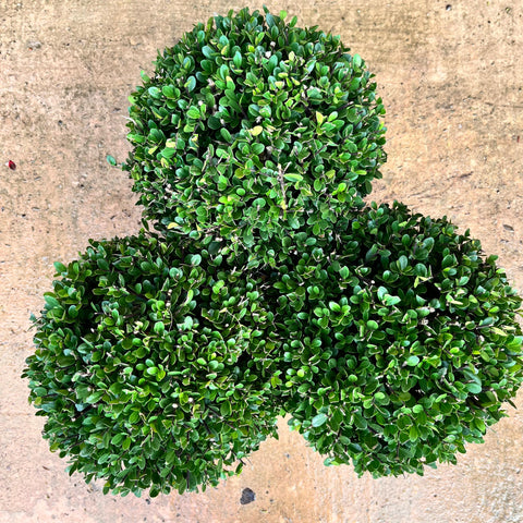 Ilex Crenata - Boule