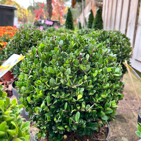 Ilex Crenata - Boule