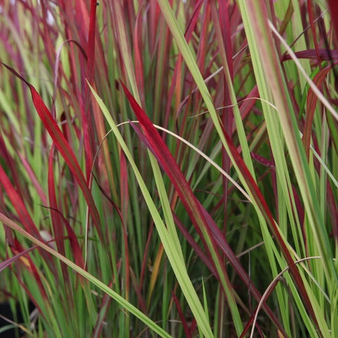 Imperata 'red baron'