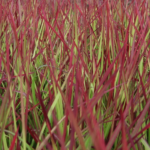 Imperata 'red baron'