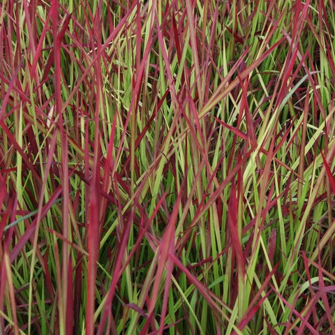 Imperata 'red baron'
