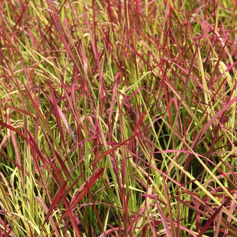 Imperata 'red baron'