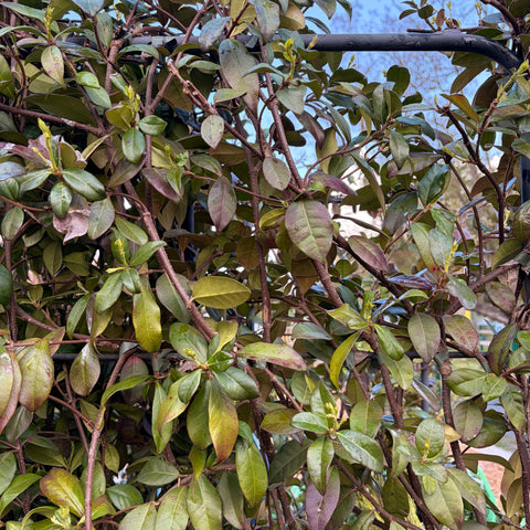Jasmin étoilé ESPALIER