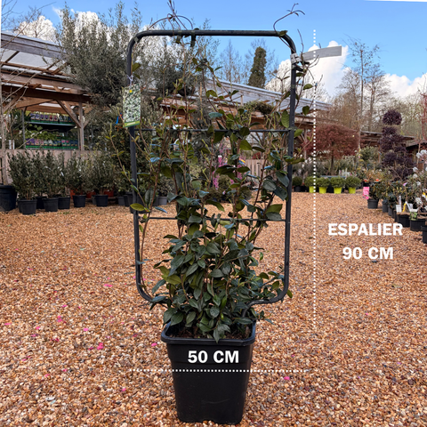 Jasmin étoilé ESPALIER
