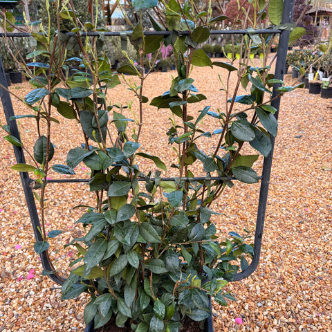 Jasmin étoilé ESPALIER