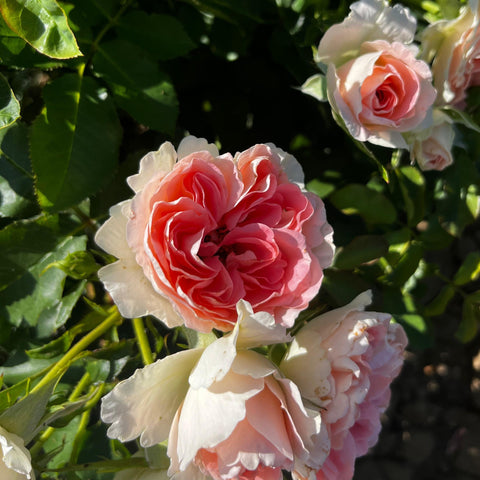 Rosier à fleurs groupées 'Jet Set'
