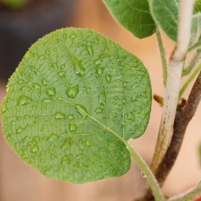 Kiwi 'Hayward' - femelle