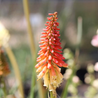 Kniphofia flamenco