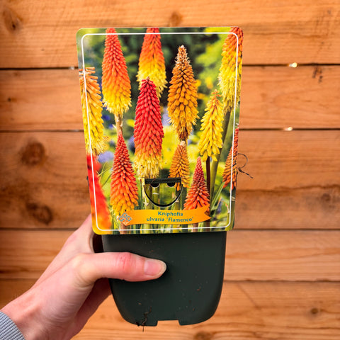 Kniphofia flamenco
