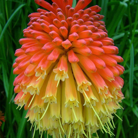 Kniphofia flamenco