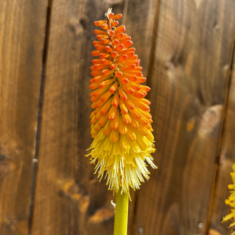 Kniphofia flamenco