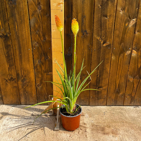 Kniphofia flamenco
