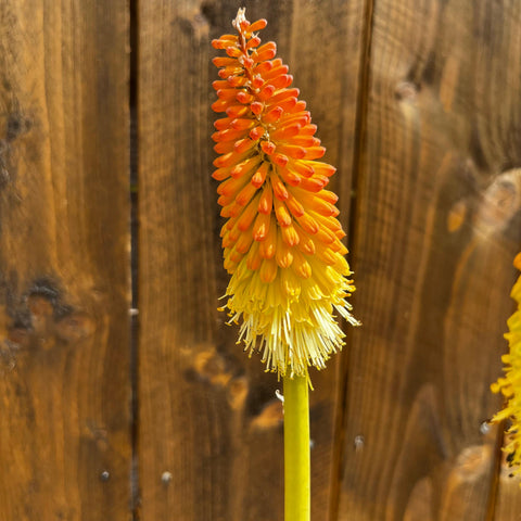 Kniphofia flamenco