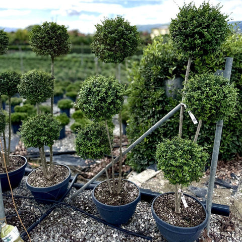 Ligustrum delavayanum - Topiaire à 3 pompons