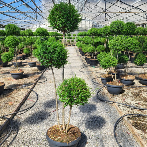 Ligustrum delavayanum - Topiaire à 3 pompons